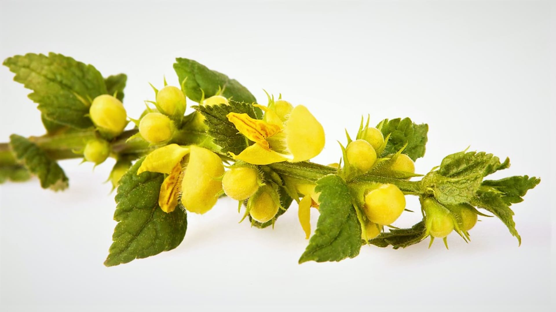 Nejčastěji se sbírají jasně žluté květy a kvetoucí nať, které obsahují nejvíce léčivých látek. I listy a nekvetoucí nať obsahují podobné účinné látky jako květy, jen méně koncentrované.