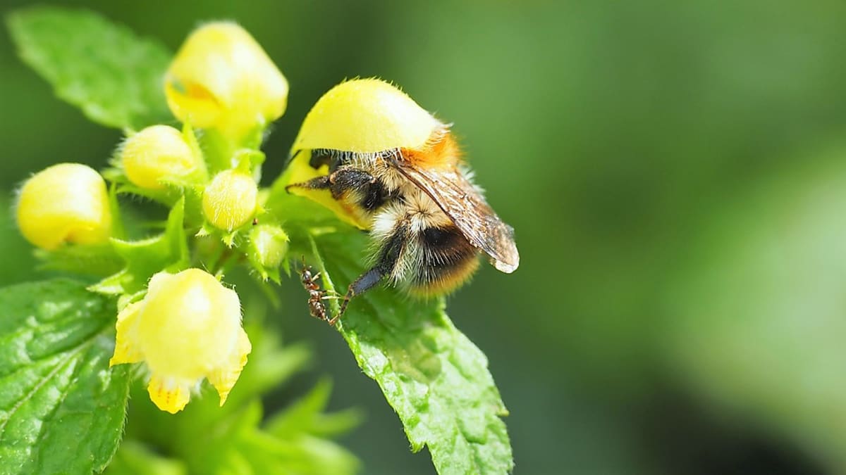 Pitulník žlutý je rostlina medonosná, v přírodě ji obvykle opylují čmeláci, ovšem můžete na něm spatřit i včely.