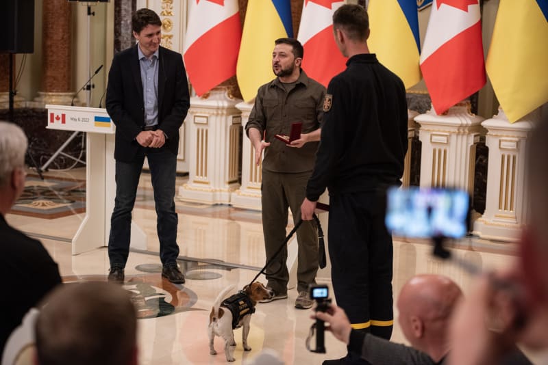  Patron, služební pes vycvičený k vyhledávání výbušnin, je přítomen na společné tiskové konferenci ukrajinského prezidenta Volodymyra Zelenského 8. května.