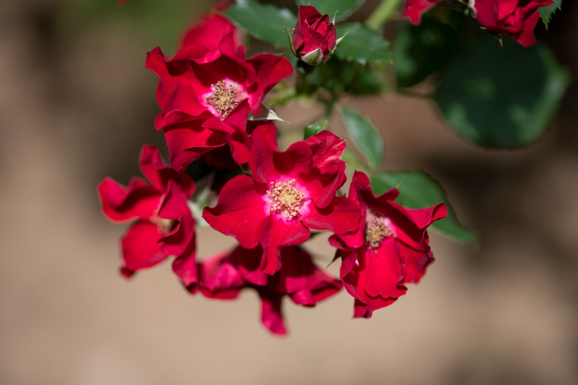 Půdopokryvná růže, kultivar Rote Max Graf
