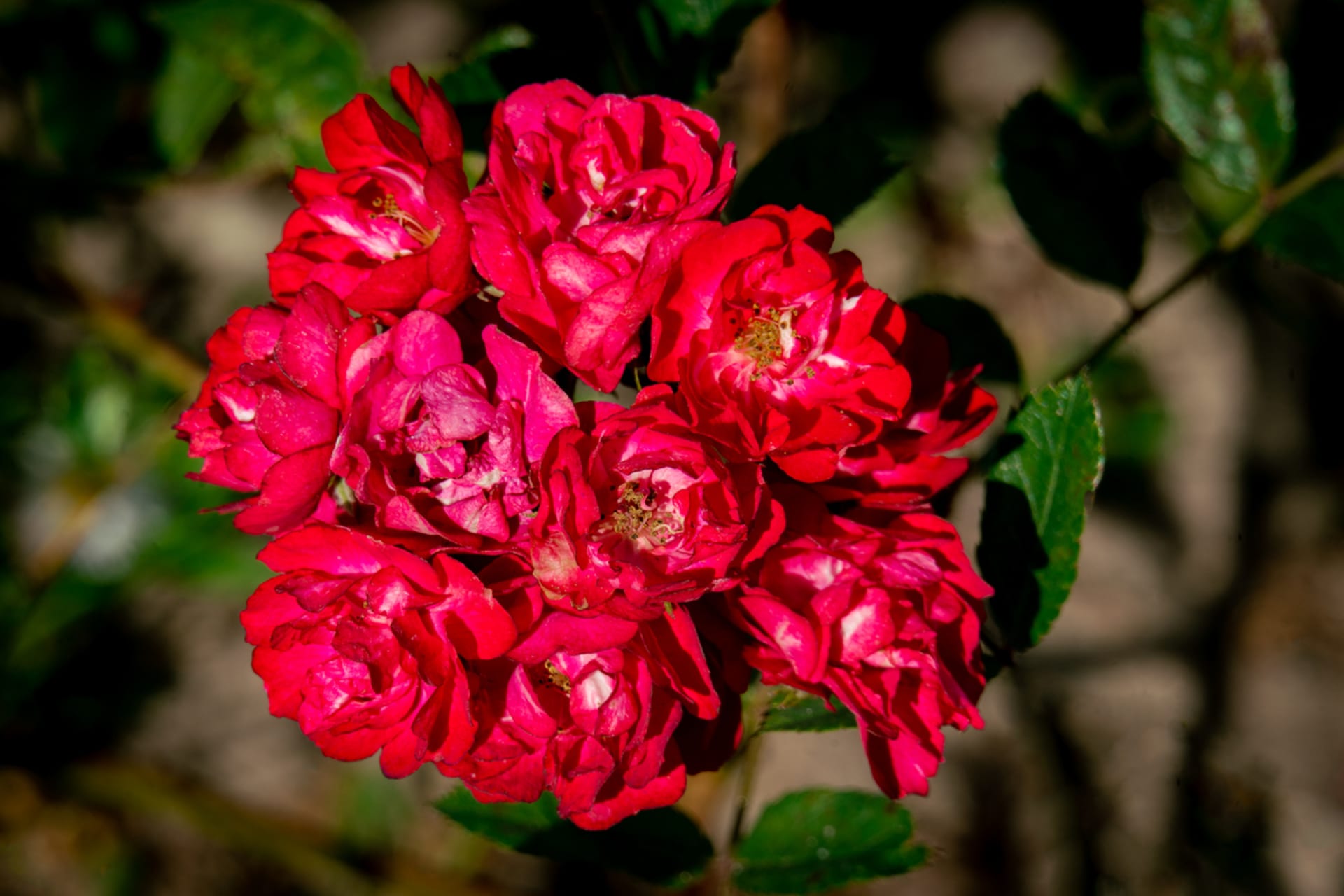 Půdopokryvná růže, kultivar 'Alberich'