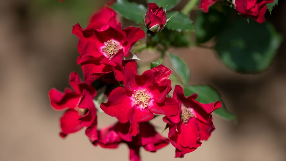 Půdopokryvná růže, kultivar Rote Max Graf