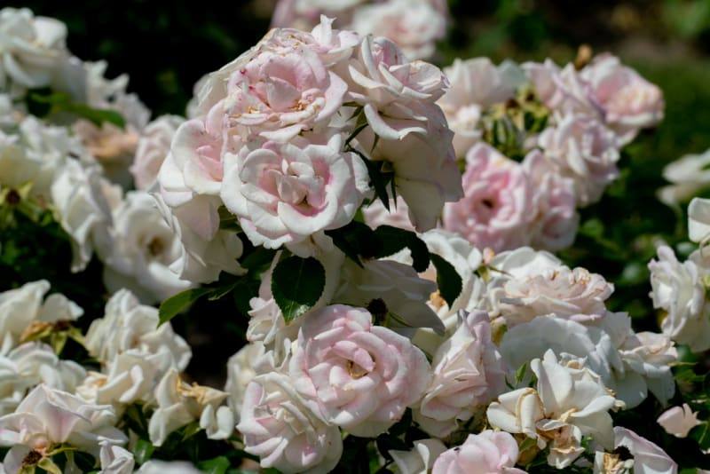 Půdopokryvná růže, kultivar 'Aspirin Rosa'