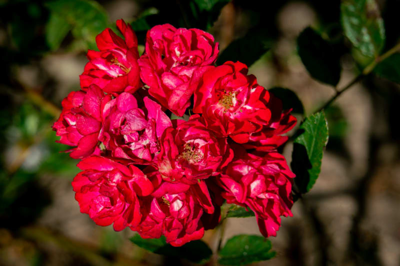Půdopokryvná růže, kultivar 'Alberich'