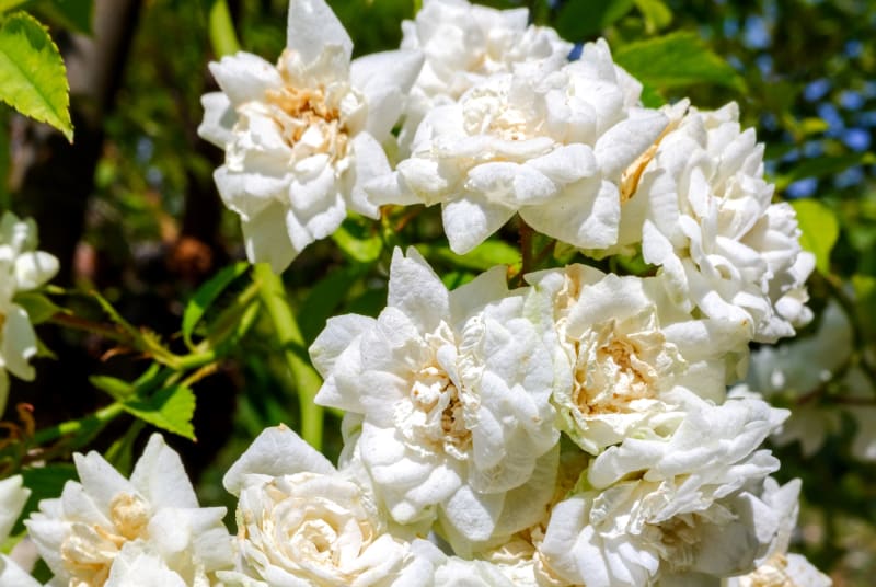 Půdopokryvná růže, kultivar 'Alba Meidiland'