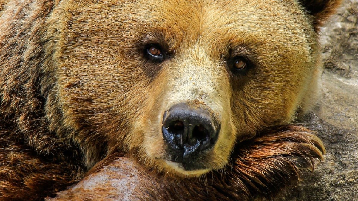 Medvědi jsou v USA opět v loveckém ohrožení