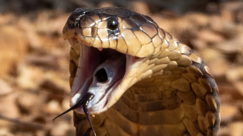Největší jedovatý had světa je kanibalem. Podívejte se na souboj smrtících plazů