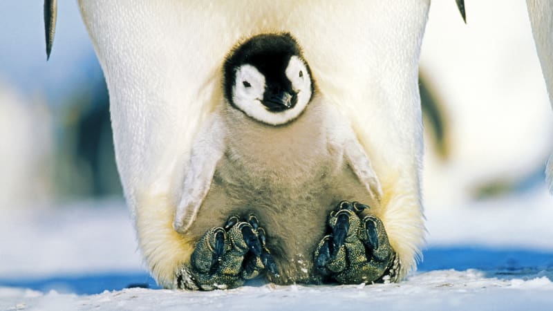 Napínavé líhnutí tučňáka: Podívejte se, jak mládě bojuje o šanci na život