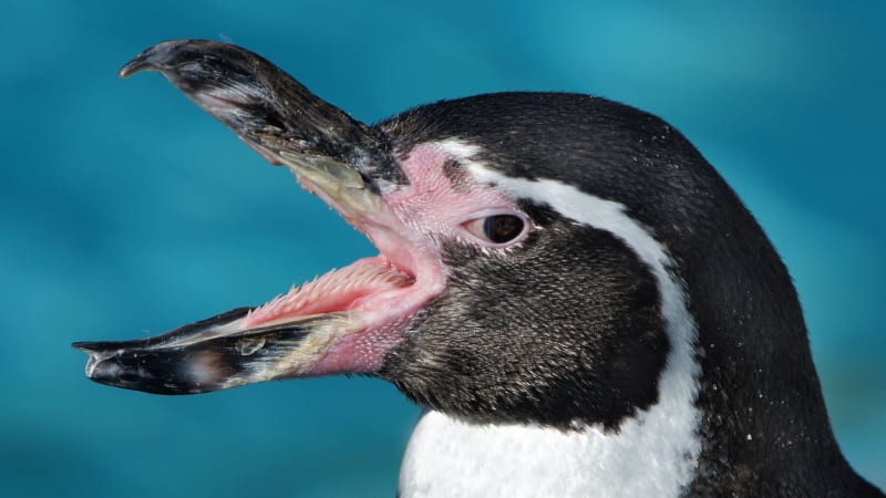 Detailní pohled do zobáku tučňáka odhaluje chřtán vesmírné příšery. Vše má ale vysvětlení