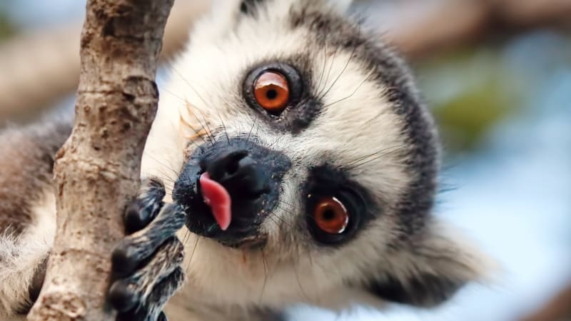 Lemuři z Madagaskaru jsou na pokraji vyhynutí. Podívejte se, jak ohrožený druh přežívá