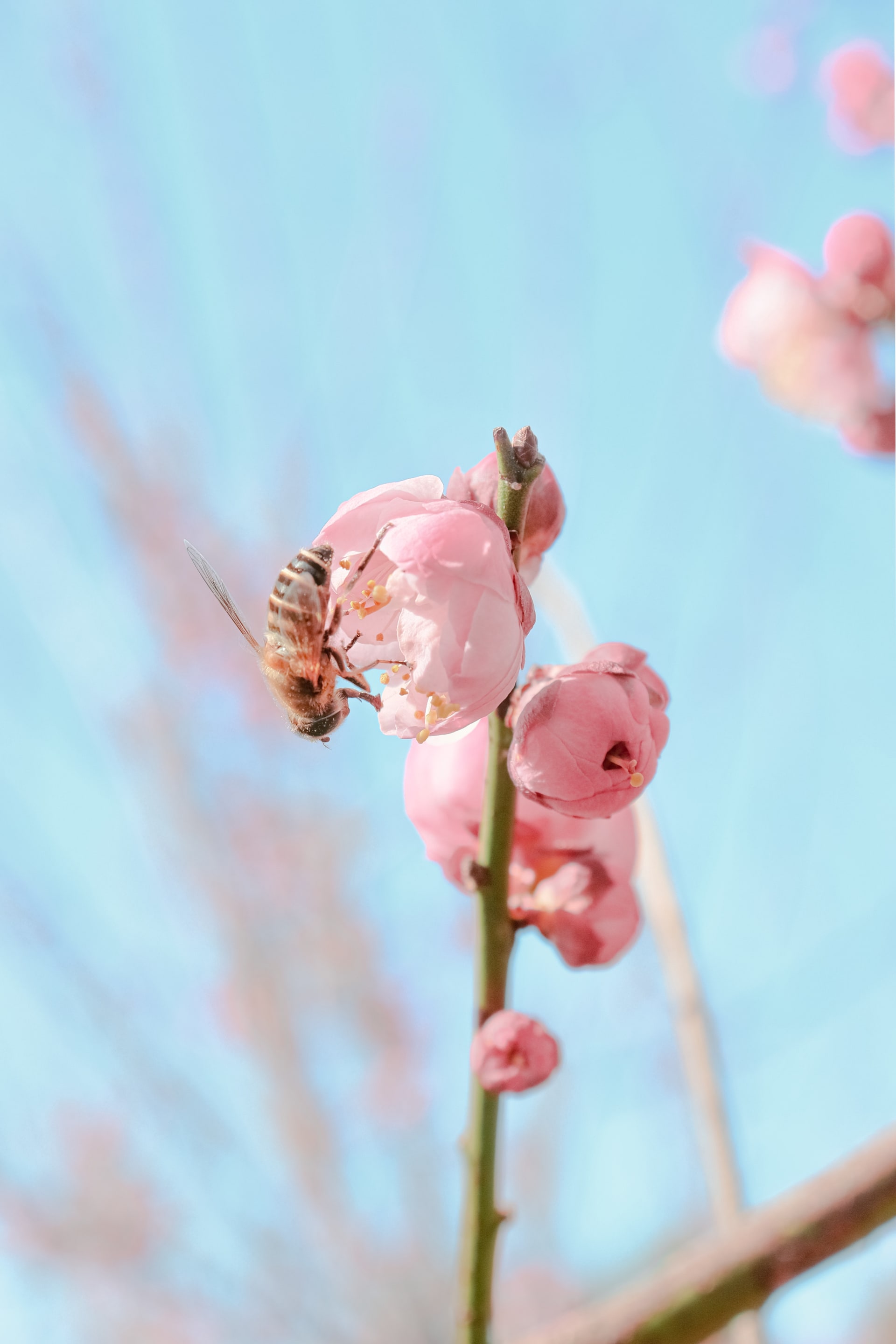 Včelek samotářek jsou stovky druhů