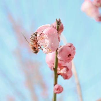 Včelek samotářek jsou stovky druhů