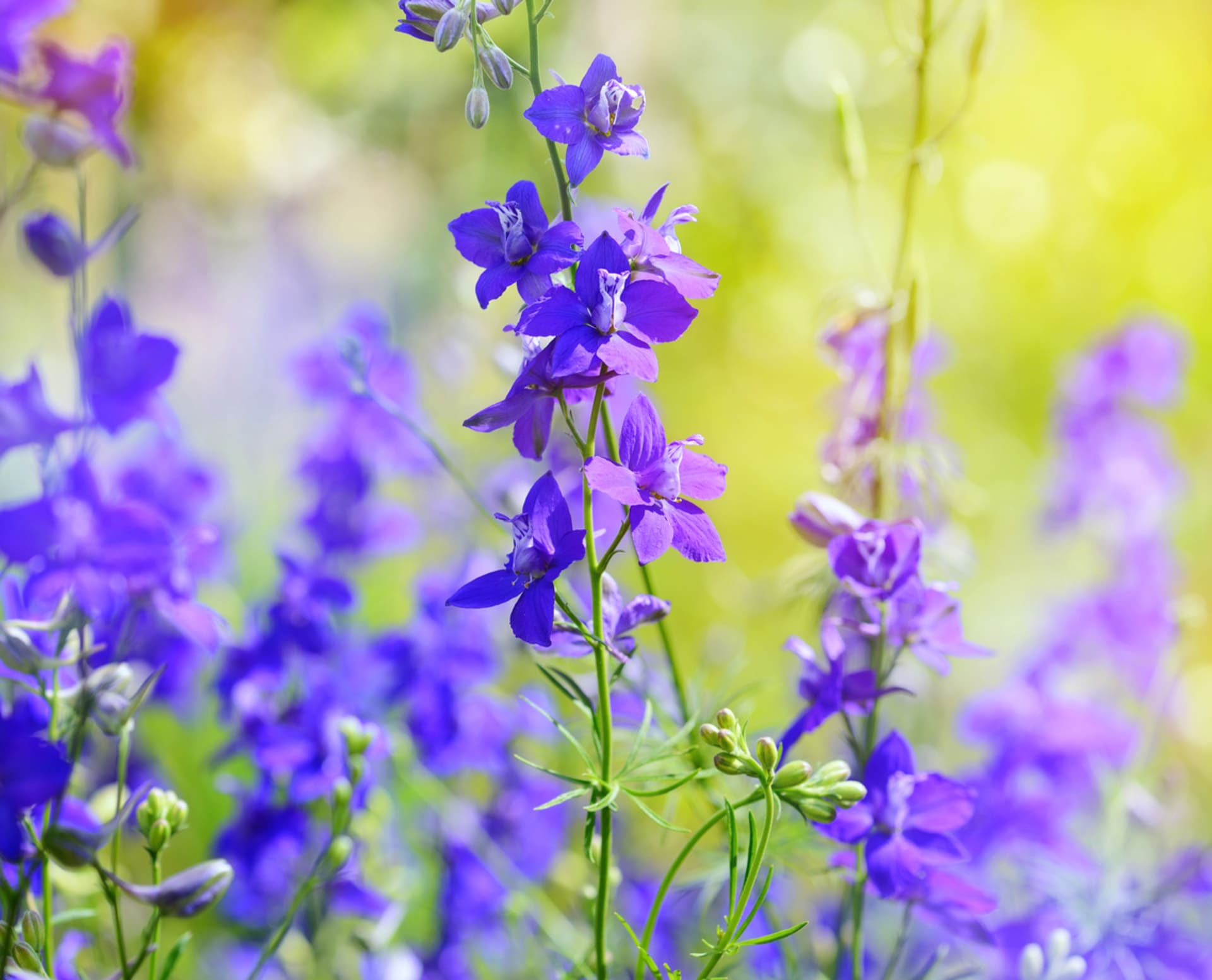 Ostrožka stračka (Consolida regalis) má jedny z nejkrásnějších modrých květů