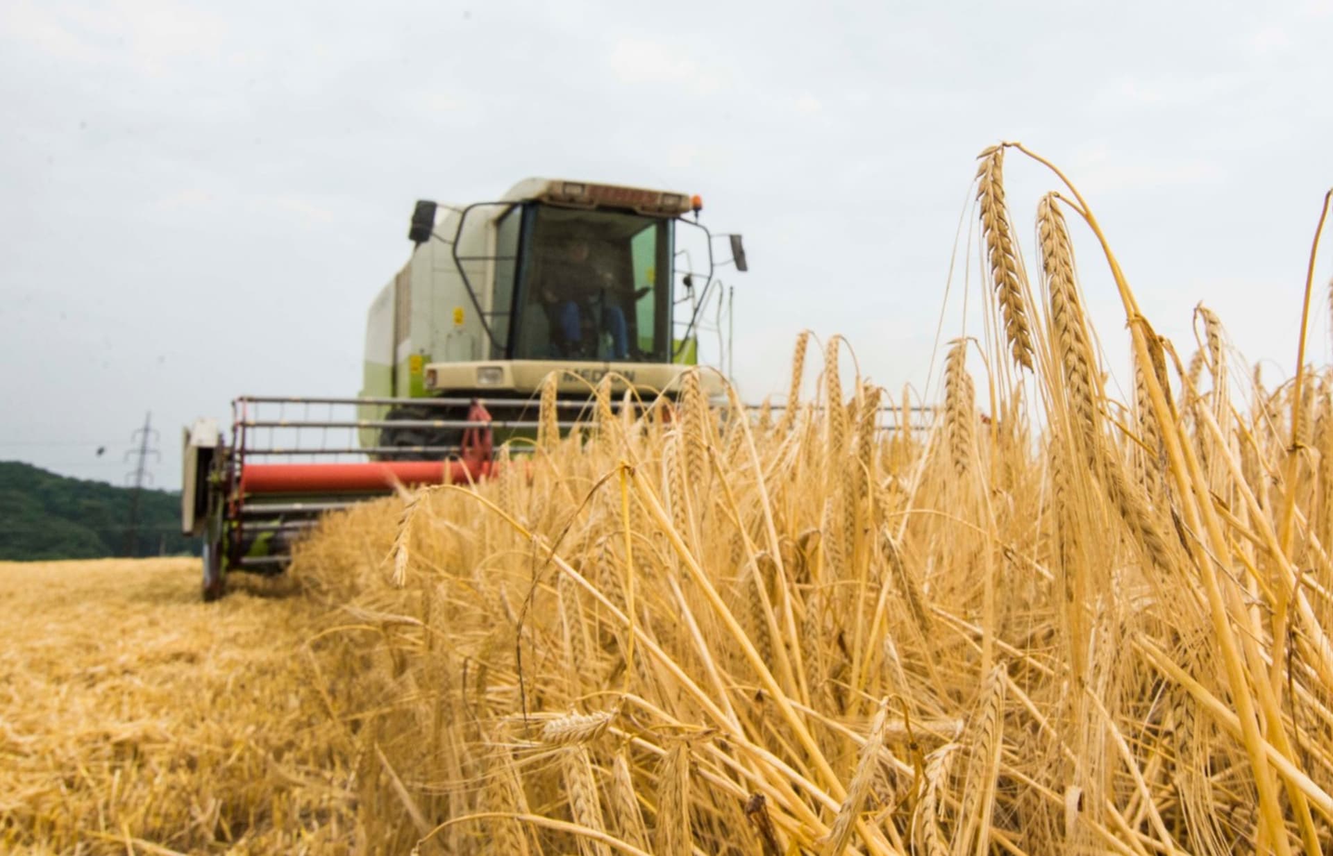Zákazy některých států dovážet ukrajinské obilí dopadne také na Českou republiku a její trh.