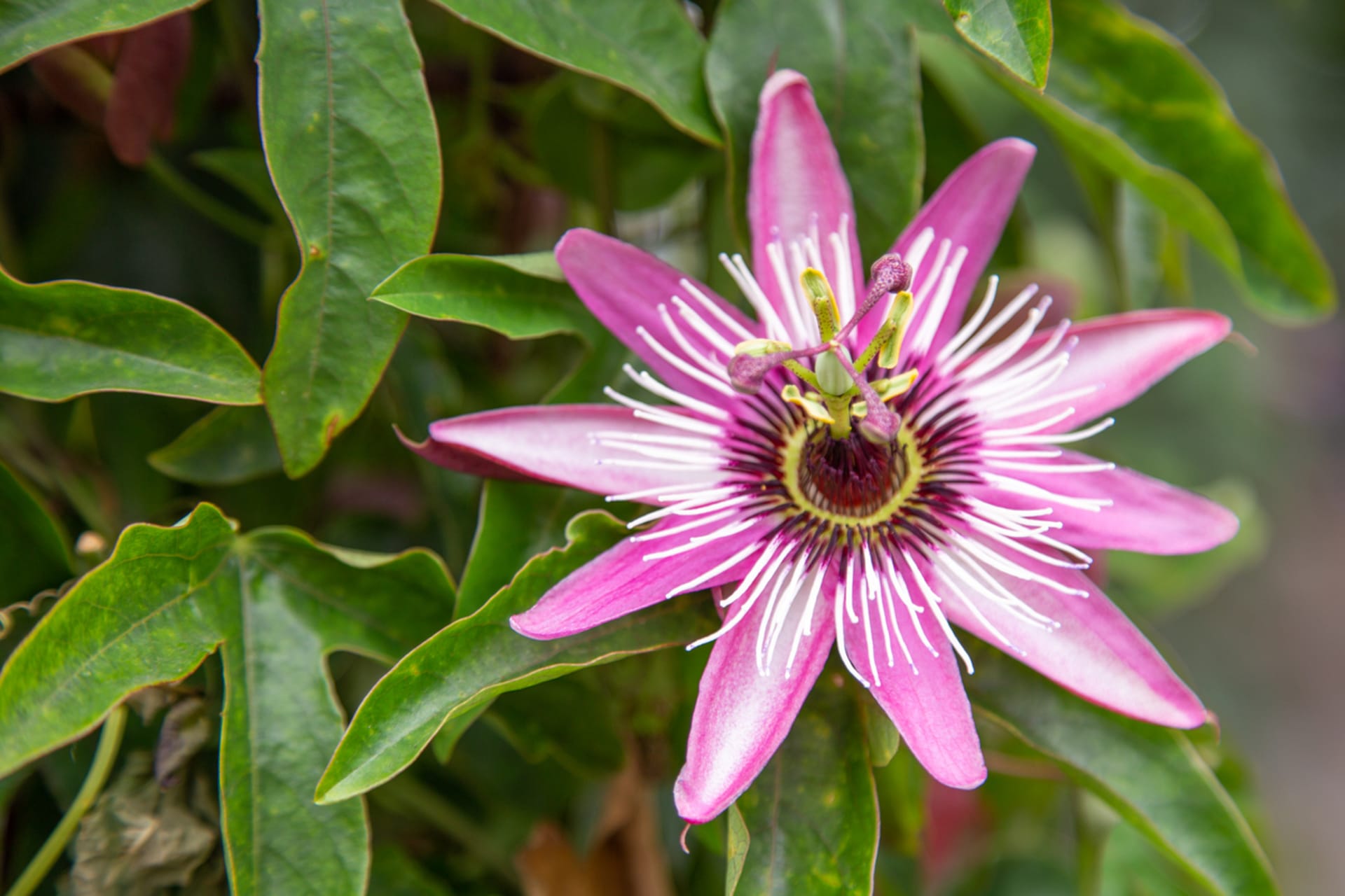 Mučenka (Passiflora) je skutečná exotická kráska