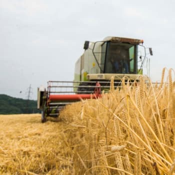 Cena pšenice od loňské sklizně klesá