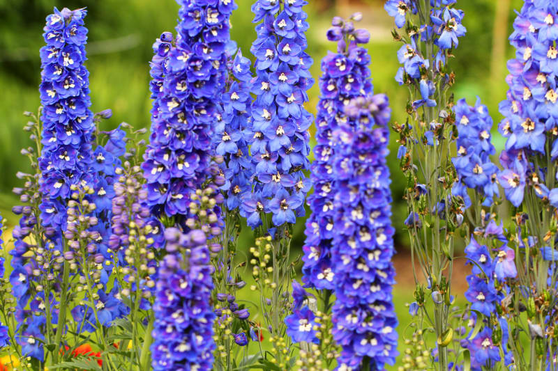 Ostrožka (Delphinium) má nejčastěji modrou barvu květů