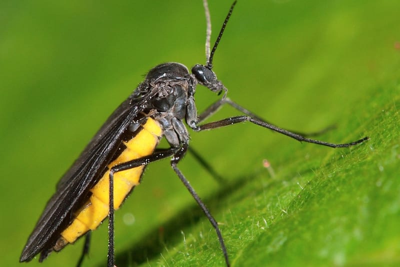 Drobnoučkých šedočerných mušek, trochu podobných komárům, si všimneme, když začnou poletovat okolo bylin pěstovaných v květináči. Mušky samy o sobě neškodí, velkým nebezpečím jsou jejich larvy (každá dospělá muška dokáže do substrátu naklást až 200 vajíček), které se skrývají v substrátu a vysávají a okusují kořínky rostlin.