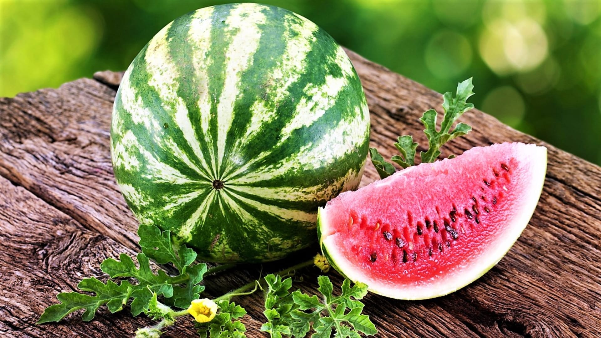 Jak často zalévat vodní meloun?
