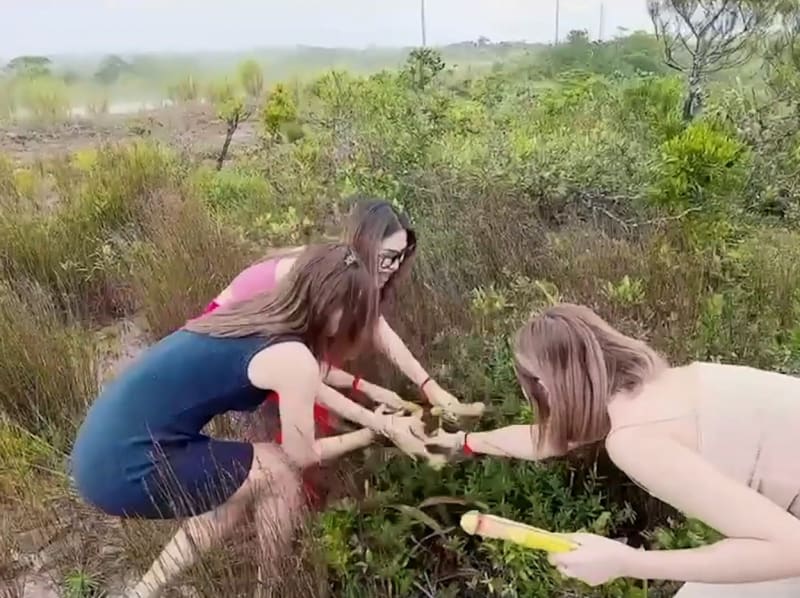 Na základě videa, kde tři dívky trhají vzácné láčkovky, kambodžská vláda apeluje na veřejnost, aby rostliny ve tvaru penisu nesbírala.