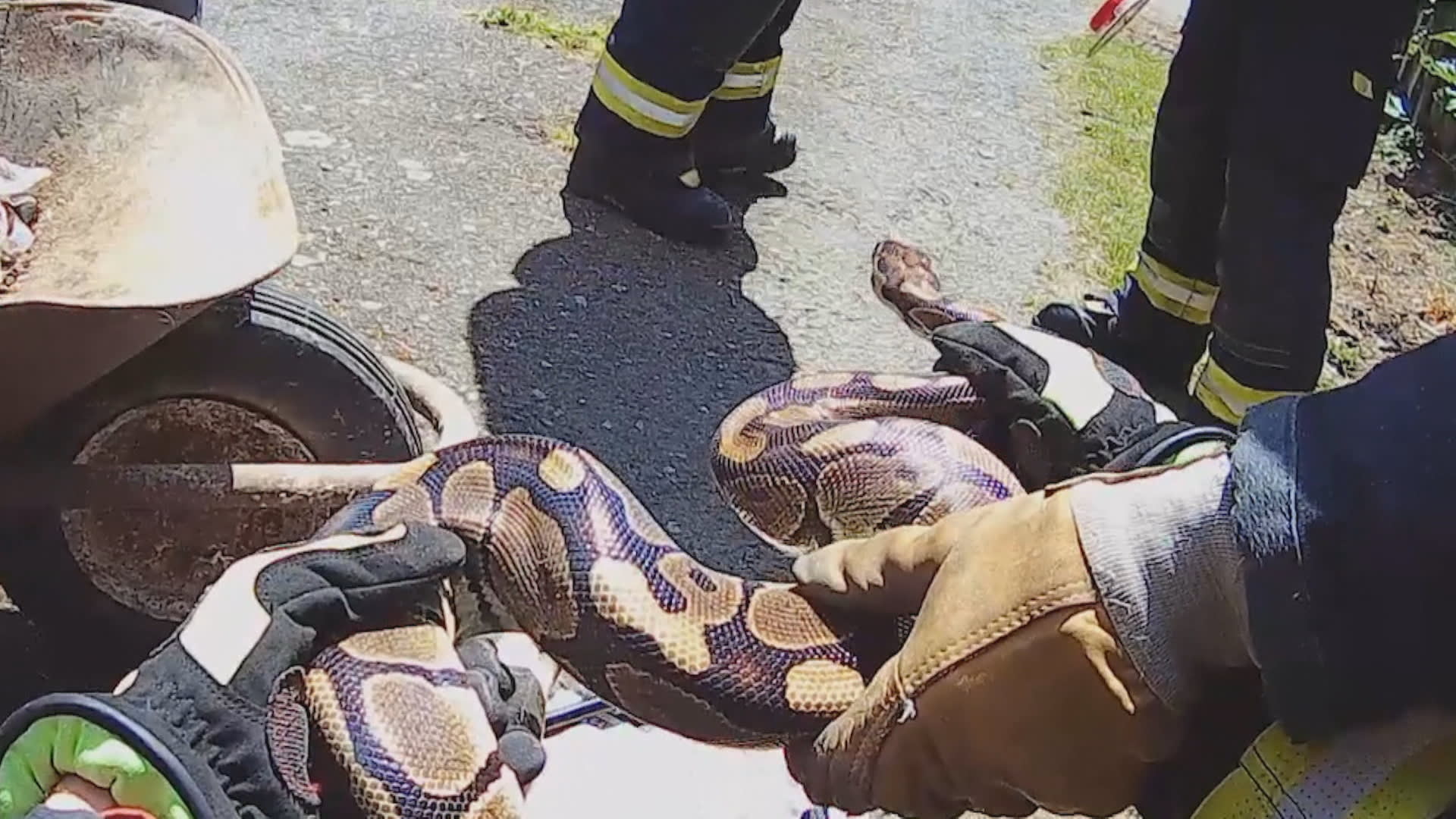 Popeláři zavolali hasiče na pomoc, když v odpadcích našli exotického hada