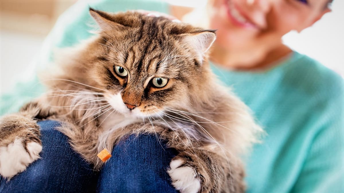 Pamlsky pro kočky nejsou zbytečné mlsání. Slouží jako odměna i obměna jídelníčku
