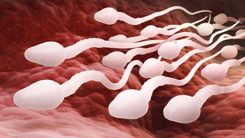 Testosteron ve formě doplňků stravy může být pro spermie nebezpečný.
