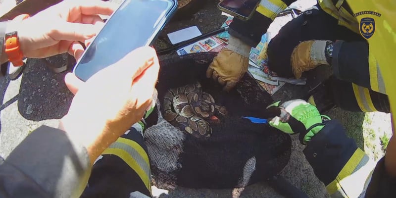 Popeláři zavolali hasiče na pomoc, když v odpadcích našli exotického hada.