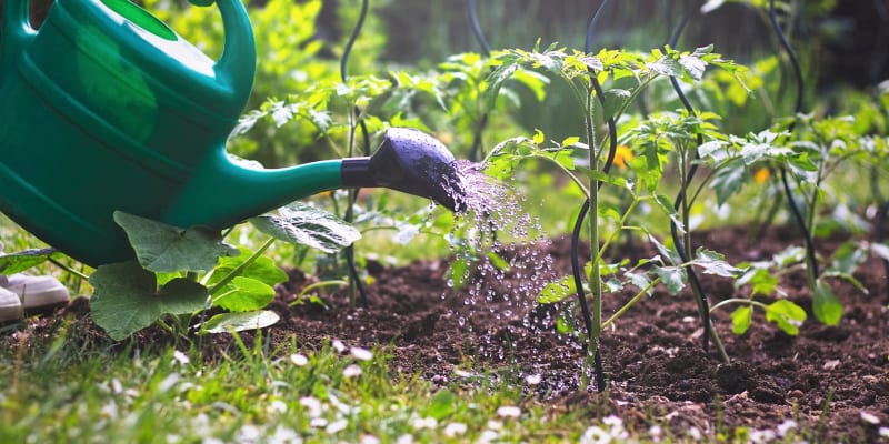 V moderní zahradě dáváme přednost domácím přírodním hnojivům a ochranným postřikům před chemickými, vyplatí se to!