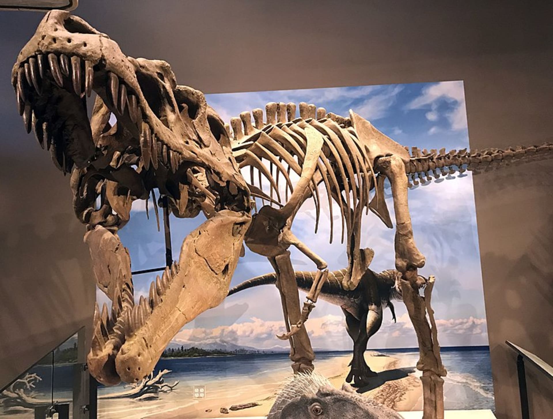 Lythronax měl jako jeden z mála masožravých dinosaurů možnost binokulárního vidění
