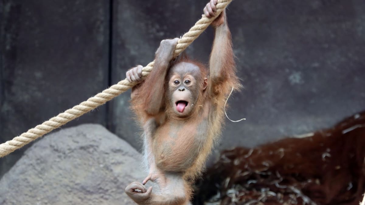 Orangutan Kawi z pražské zoo