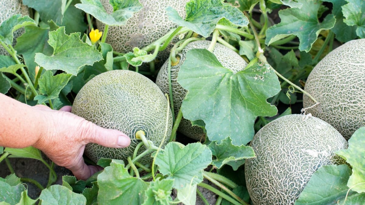 Náročností na pěstování je cukrový meloun tak na úrovni okurek. Proti chladu je podstatně odolnější než známější meloun vodní a dříve dozrává.