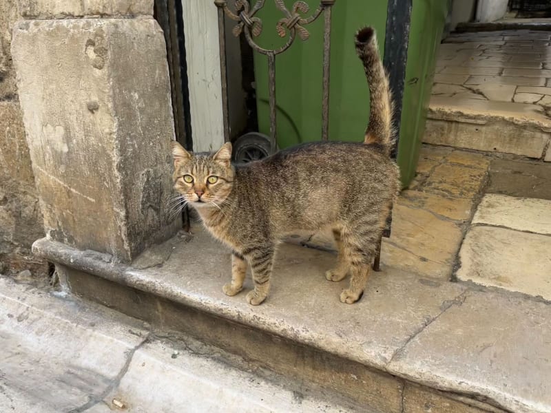V ulicích často potkáte pouliční kočky.