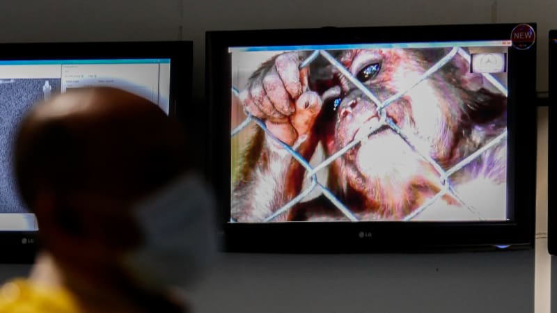 Jak poznáte opičí neštovice? Nemoc už je v Evropě, může přijít i do Česka