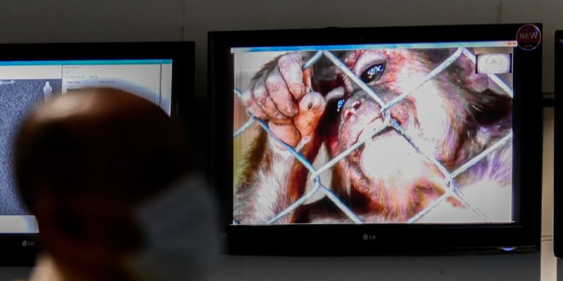 Boj s opičími neštovicemi v Indonésii