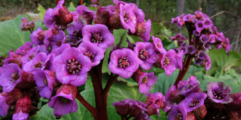 Bergénie (Bergenia)  rozkvétají brzy na jaře, většinou kvetou od března do června, a to i když nemají takovou péči, jakou by si zasloužily. 