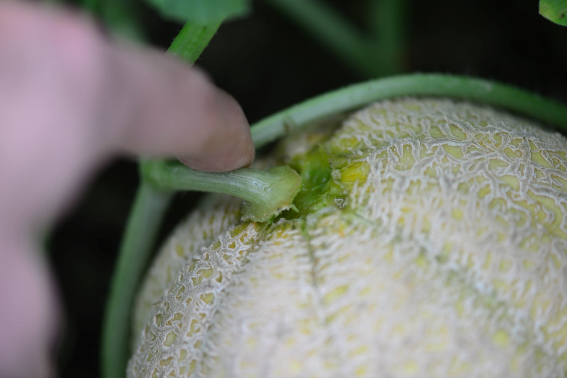 U zralého cukrového melounu se začíná stopka plodu oddělovat.
