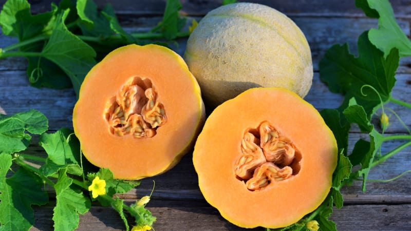 Halona F1: Velmi raný cukrový meloun. Plody jsou kulovité, s plytkými žebry, velké a těžké, dorůstající hmotnosti až 2 kg. Dužnina je oranžová, aromatická, sladká a velice chutná. 