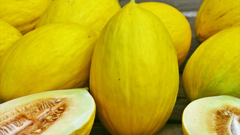 Jaune Canary:  Cukrový meloun s velkými, oválnými plody s jasně žlutou slupkou a bělavou, výrazně sladkou dužinou. Plody jsou skladovatelné v řádu týdnů.