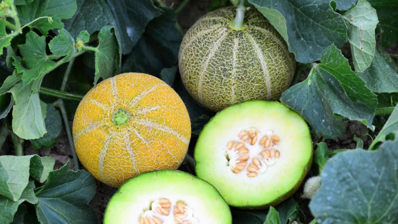 Odrůda Model  je cukrový meloun s bílozelenou dužinou pevnější konzistence. Plody jsou menší, kulovité, jemně síťované. V době zralosti se vybarvují ze zelené barvy do sytě žluté. 