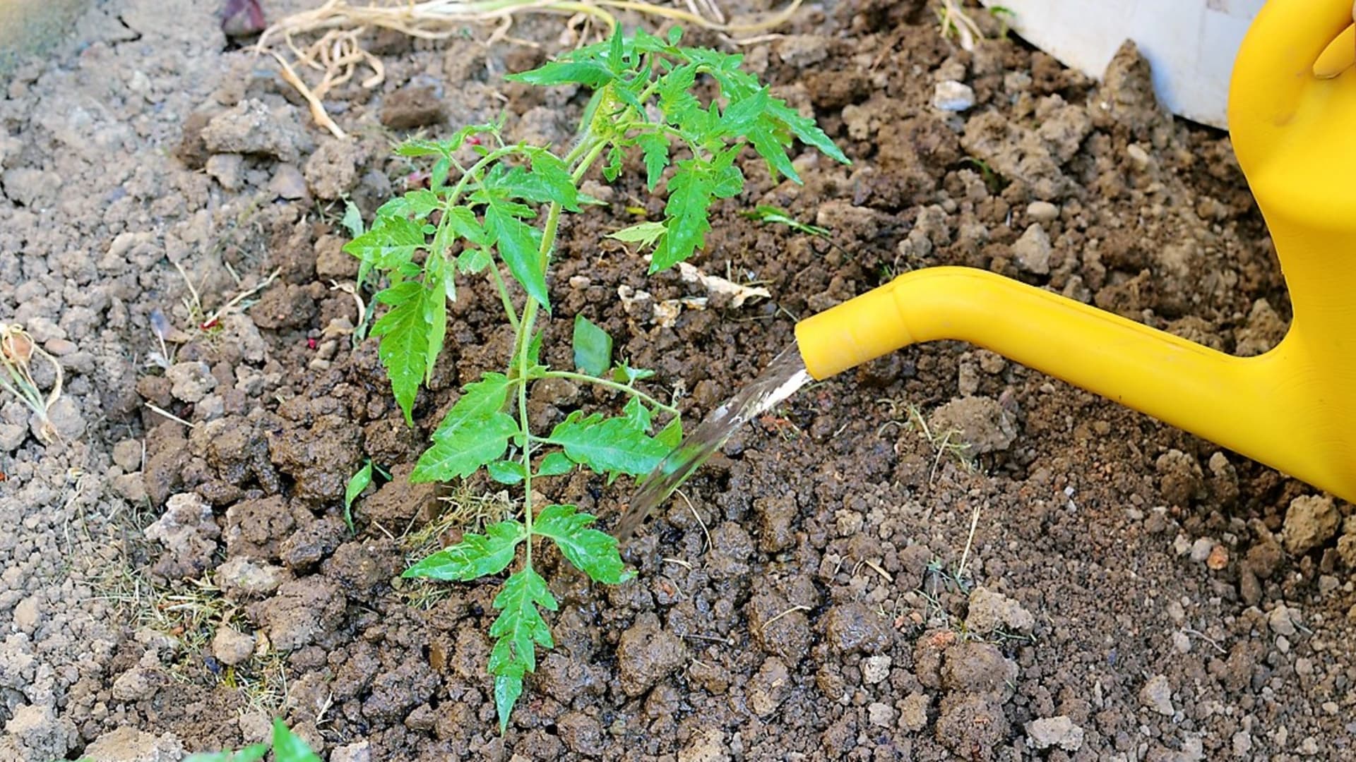 Chlebové hnojivo můžeme aplikovat už na sazenice rajčat, aby zesílily a byly pevnější. Přestávka mezi hnojením by měla být zhruba dva týdny.