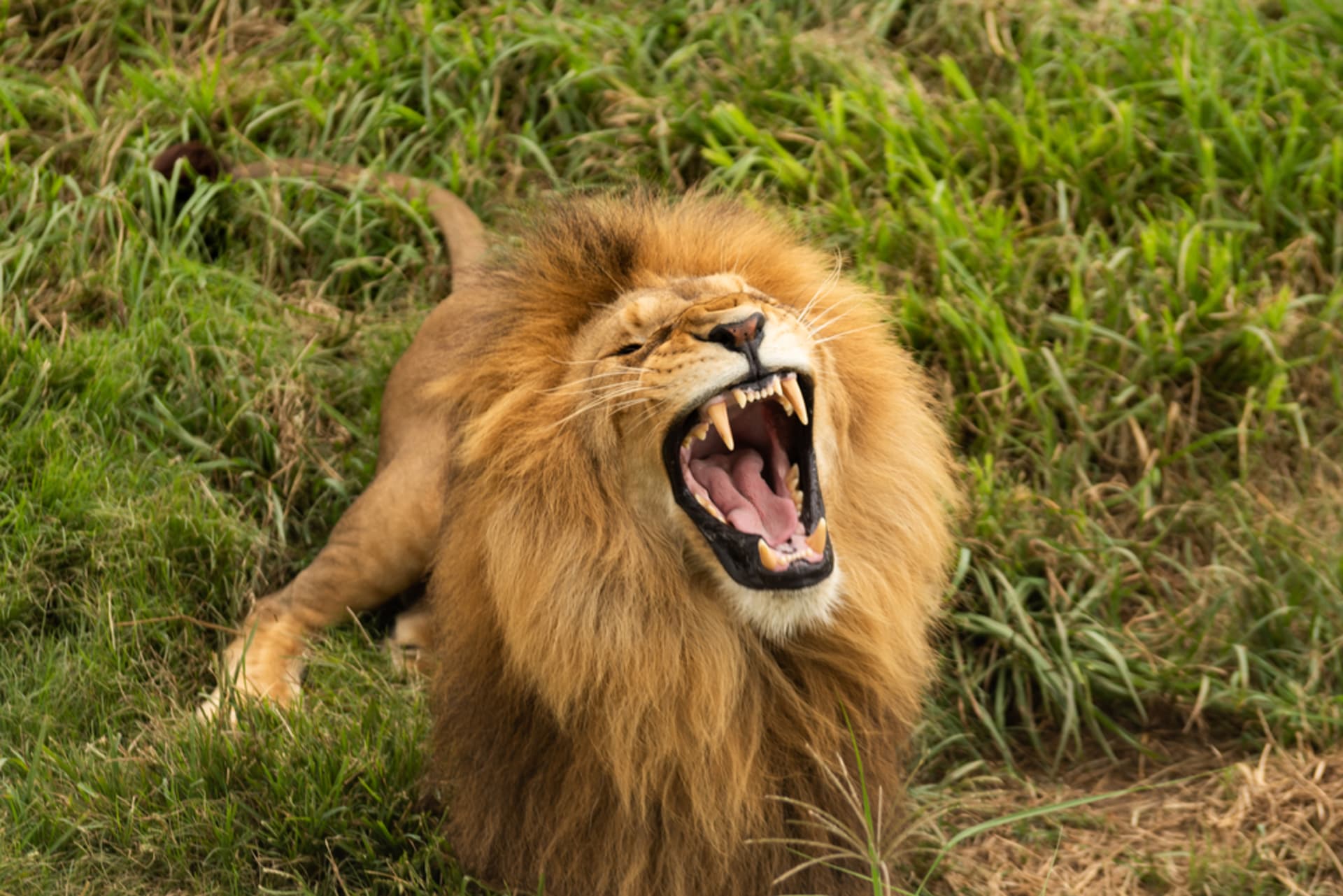 Lev v zoo napadl ošetřovatele.