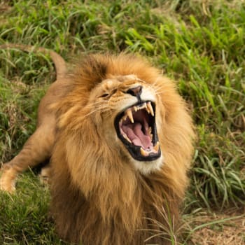 Ošetřovatel v jamajské zoo ignoroval náladu lva a strkal mu prsty do klece. (Ilustrační foto)