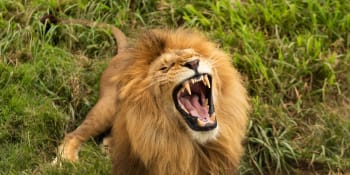 Horor v zoo: Lev ukousl ošetřovateli prst, hrůzu natočili návštěvníci na video
