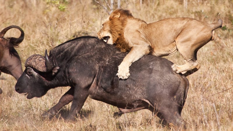 Lovu se oproti pověrám často účastní i lev