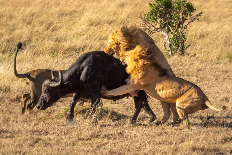 Lvi na buvola útočí ve skupině