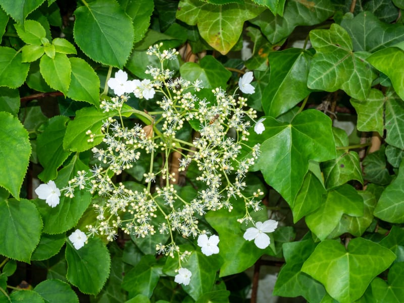 Hortenzie řapíkatá (Hydrangea petiolaris)