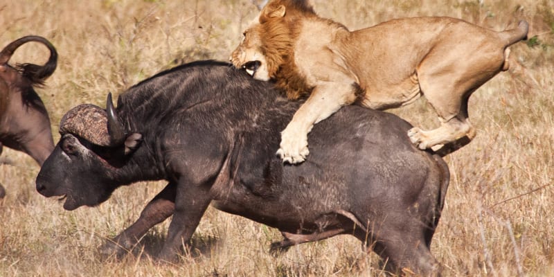 Lovu se oproti pověrám často účastní i lev
