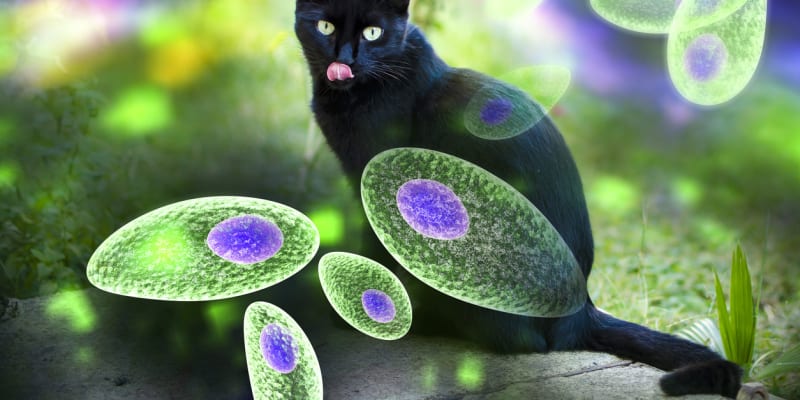 Prvok toxoplasmy se množí v kočičích střevech