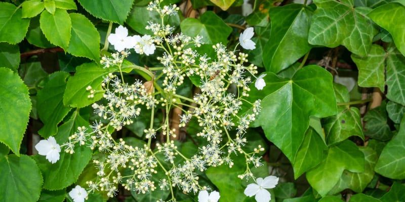 Hortenzie řapíkatá (Hydrangea petiolaris)